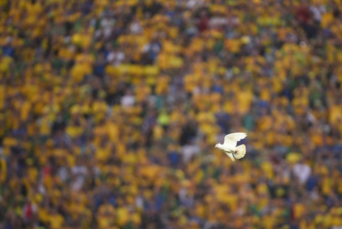 Una paloma vuela por el estadio.