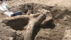 pkg stegomastodon fossil discovered new mexico_00002423.jpg