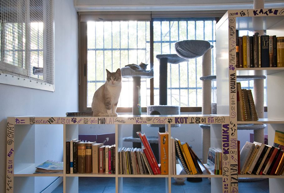 <strong>La Gatoteca: </strong>Madrid's cat cafes provide a reprieve from the hectic city life. 