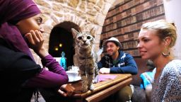 A cat stands on a table among consumers at the 'Cafe des chats' (Cat Cafe) in Paris on September 16, 2013. This is the first 'cat cafe' in Paris, where customers can enjoy a drink while playing with one of the cats at the premises. The idea is inspired by a Japanese concept