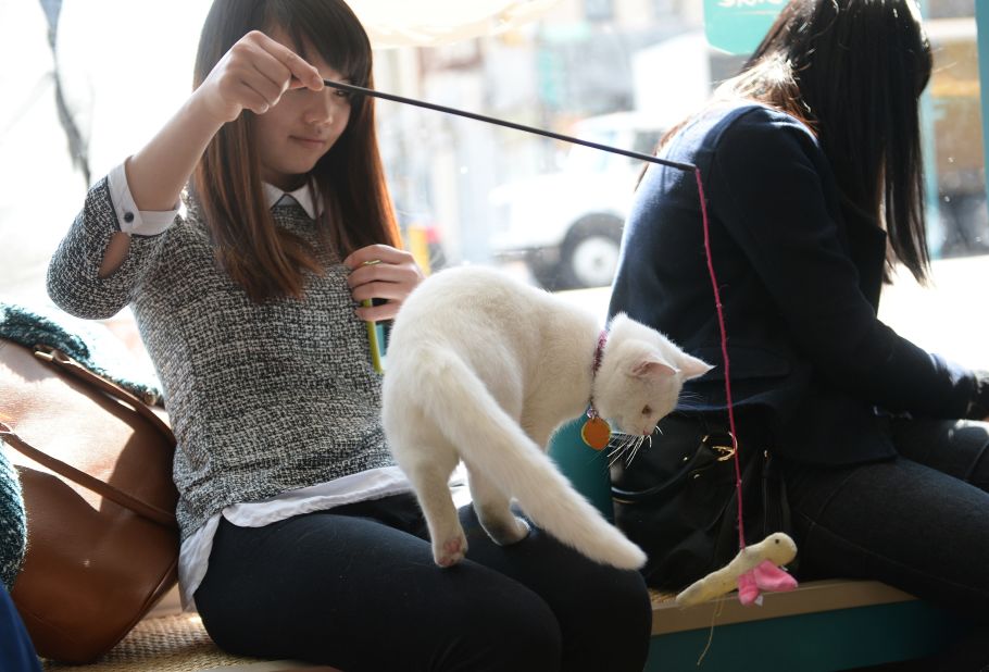 New York's pop-up cat cafe was tested in April 2014. For four days visitors could have a coffee and interact with 21 cats and even adopt one if they wanted. 