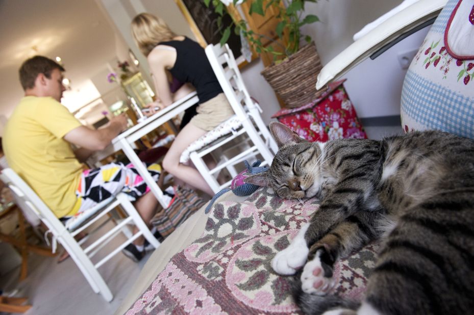 <strong>Pee Pees Kaztencafe (Cat Cafe):</strong> A cat takes a nap in this Berlin cat cafe.