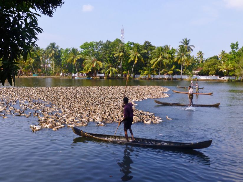Forget the farmhouse. Duck farmers in Kerala need to be afloat to tend to their flocks. 