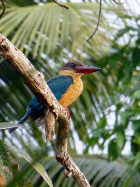 Kerala's backwaters are a dream destination for bird watchers. The kingfisher stands out among many avian attractions.