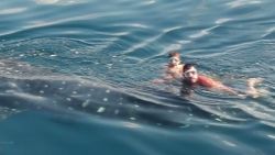 dnt fl men swim with whale shark_00005222.jpg