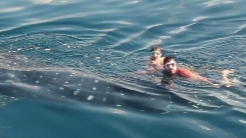 dnt fl men swim with whale shark_00005222.jpg