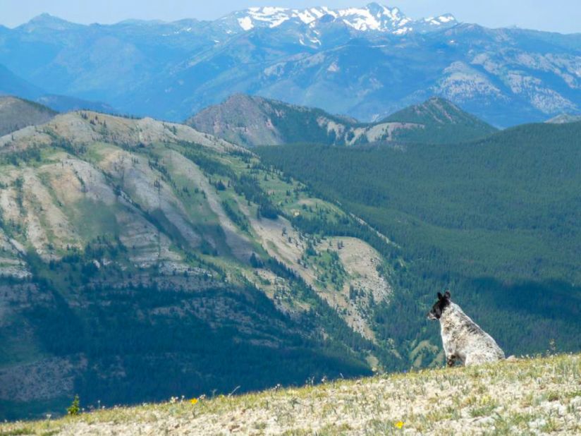 Montana's Bob Marshall Wilderness Complex is home to grizzly bears, mountain goats and maximum peoplelessness.