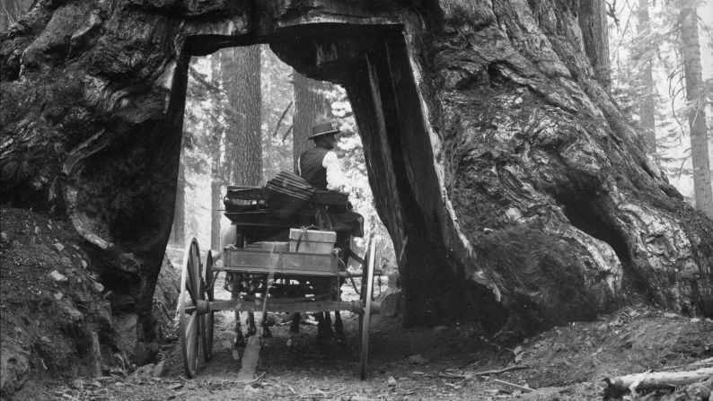 A horse-drawn cart passes through the <a href="index.php?page=&url=http%3A%2F%2Fwww.nps.gov%2Fseki%2Ffaqtunnel.htm" target="_blank" target="_blank">Wawona Tree</a> in the Mariposa Grove, near Yosemite's South Entrance. A tunnel was cut through the tree in 1881 and remained a popular tourist attraction until it was toppled by a snowstorm in 1969.