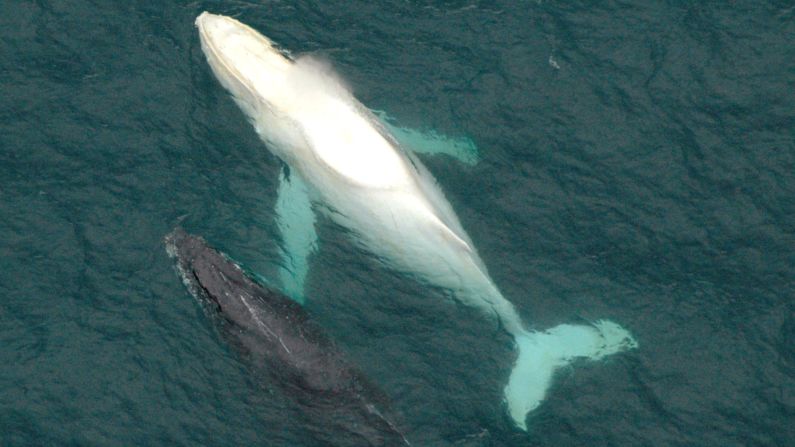 The albino humpback whale nicknamed Migaloo cruises along the eastern coast of Australia near Coffs Harbour with another whale in 2005. On Thursday, June 19, he was spotted swimming along the coast near Sydney on his annual migration.