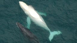 The albino humpback whale nicknamed Migaloo cruises on the eastern coast of Australia near Coffs Harbour with another whale in 2005.