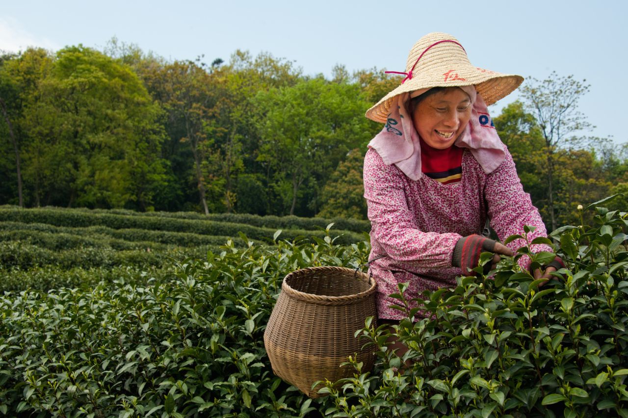 Just south of Hangzhou's West Lake, Longjing is home to China's most celebrated green tea. 