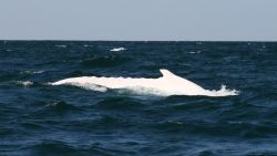 [File photo] Migaloo, an Australian white humpback whale, is seen off the coast of Byron Bay on September 28, 2009 in Australia. 
