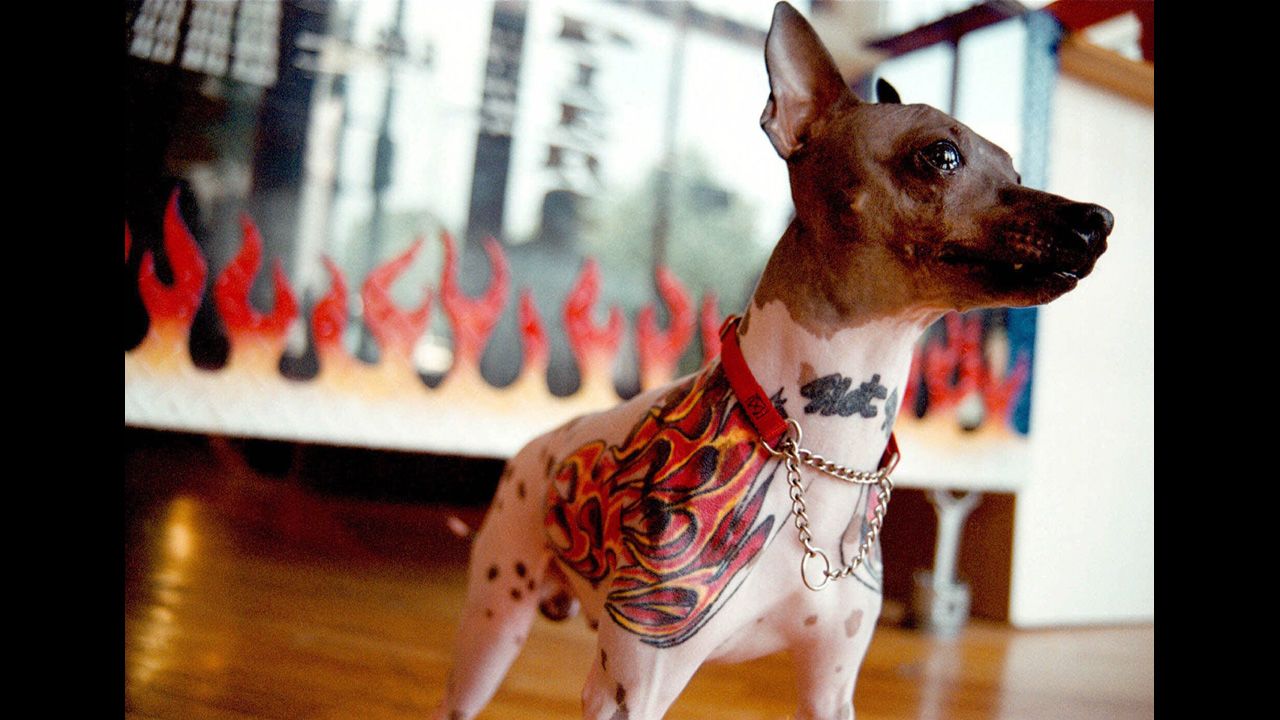 Hot Rod, a hairless rat terrier, shows off ink done by owner Gordon Staub in Frederick, Maryland, in 2001. Done under anesthesia, the art drew outrage from animal advocates.