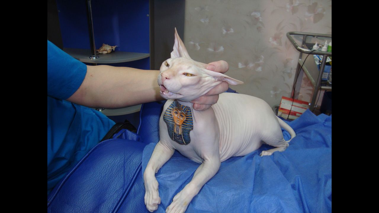 In 2009, Mickey, a hairless cat in Russia's Moscow, was inked over three hours with a Tutankhamun design on his chest.