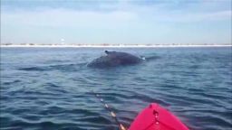 pkg humpback whales along new jersey_00011002.jpg