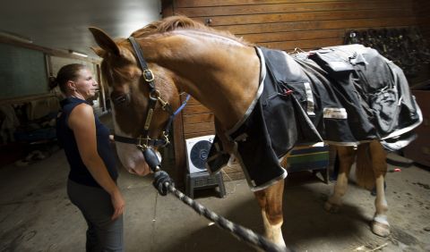 This is one example of a magnetic rug used in equine therapy. The latest blankets extend all the way up the horse's neck and even come with a set of four boots.