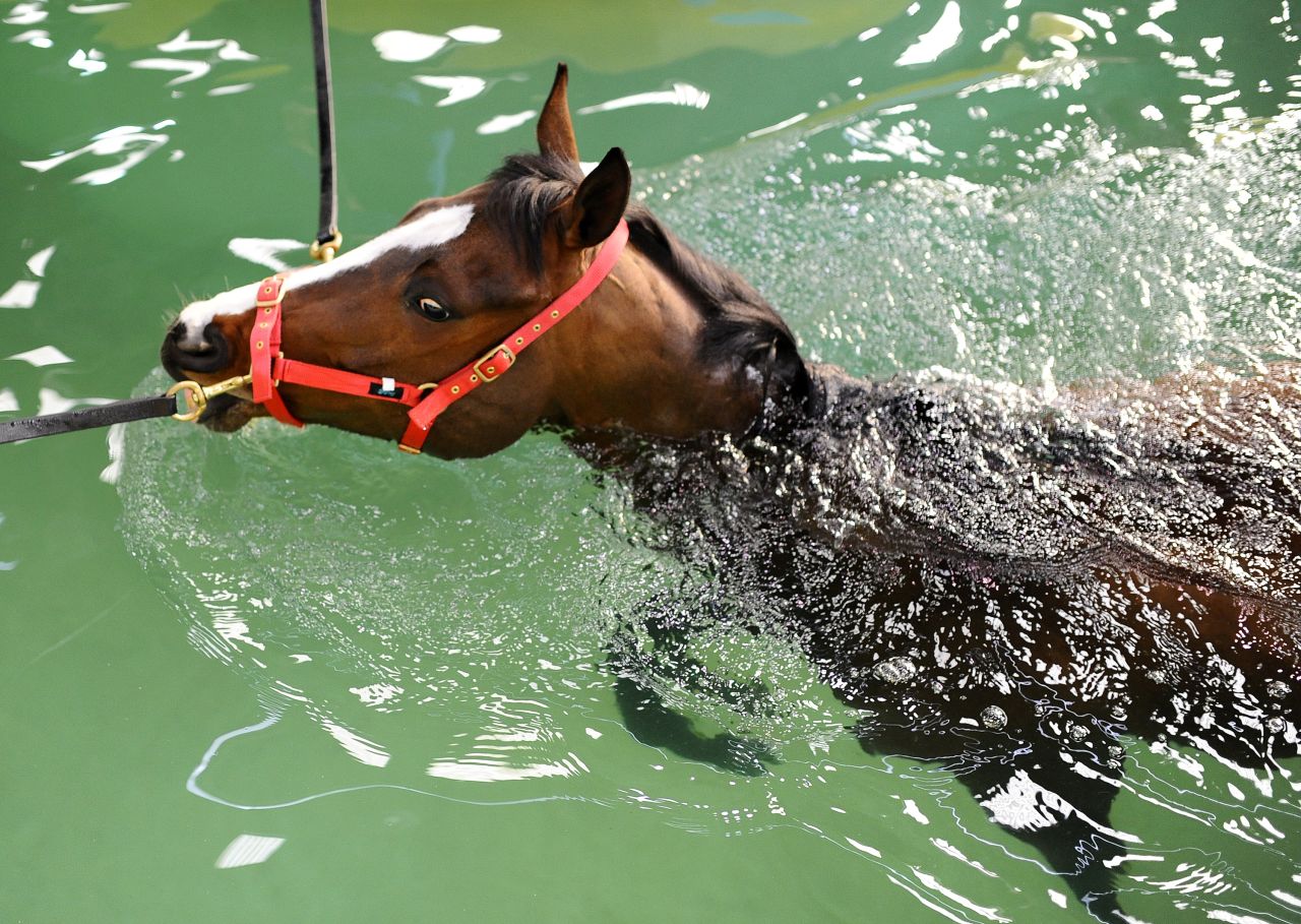 Racehorses use other methods to keep fit and recover, including the equine pool, which is much larger than a treadmill and demands that the horse swims, with no legs touching the floor.