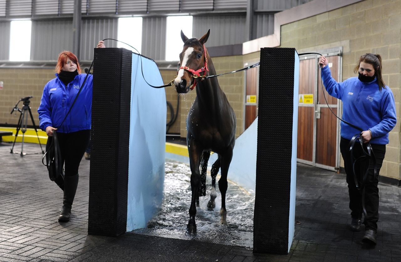 This racehorse, at Jonjo O'Neill's Jackdaws Castle stables in Cheltenham, has just finished a session in the equine pool. 