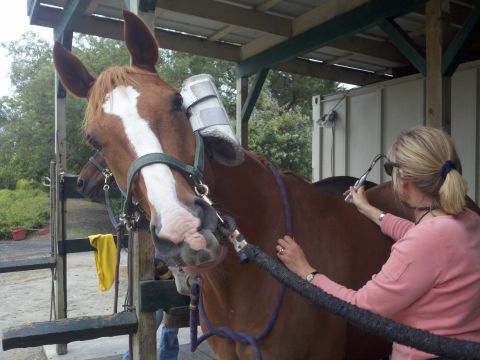 Here, a horse receives tissue therapy with the help of a handheld laser. Lasers come in different strengths and work to stimulate the recovery of muscle tissue, affecting individual cells.