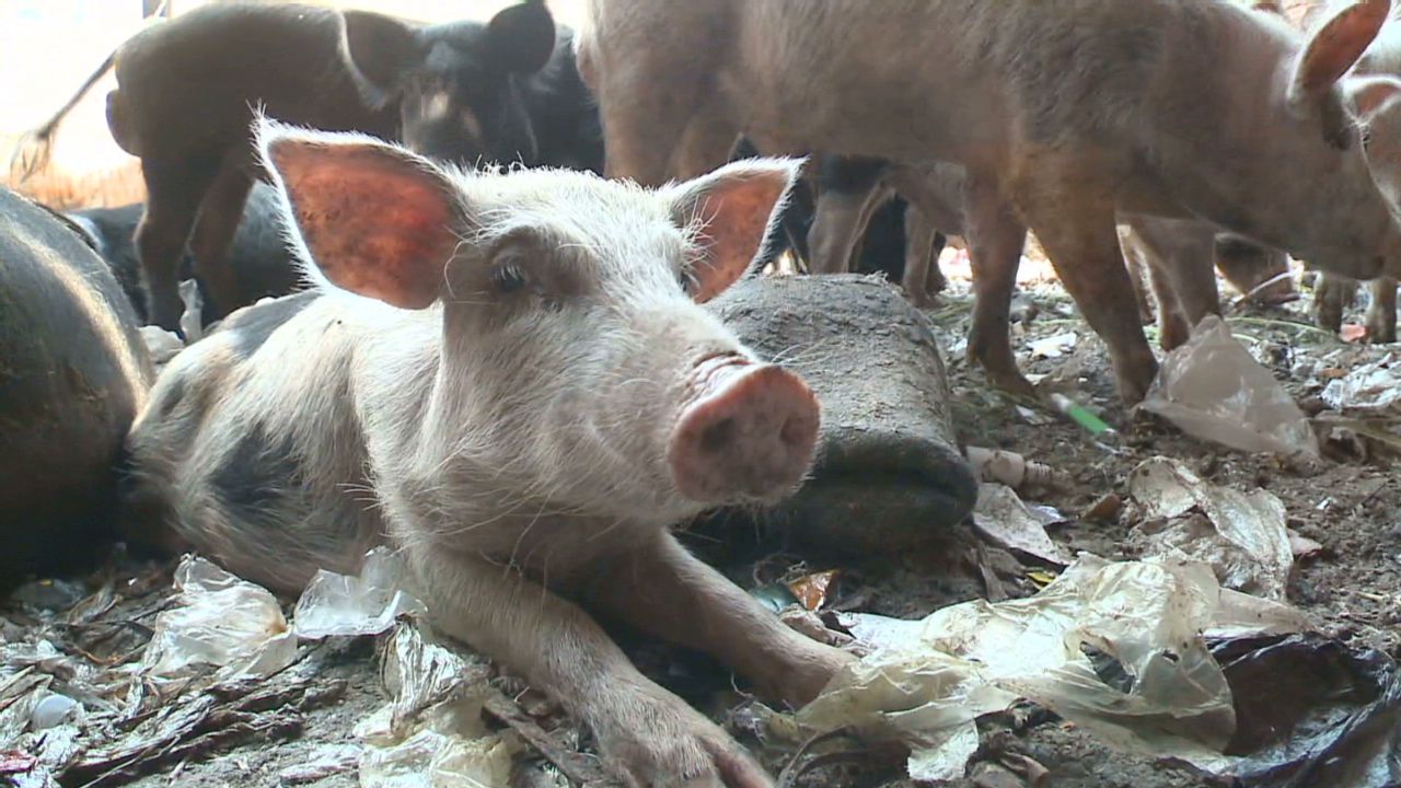 spc marketplace middle east egypt pig farming_00003325.jpg