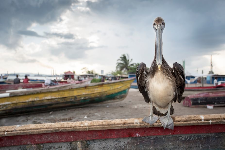 A pelican rests on a fishing boat in Old Harbour Bay, Jamaica.
