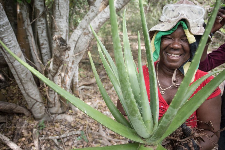 Paulette Coley holds up an aloe plant, abundant on the Goat Islands.