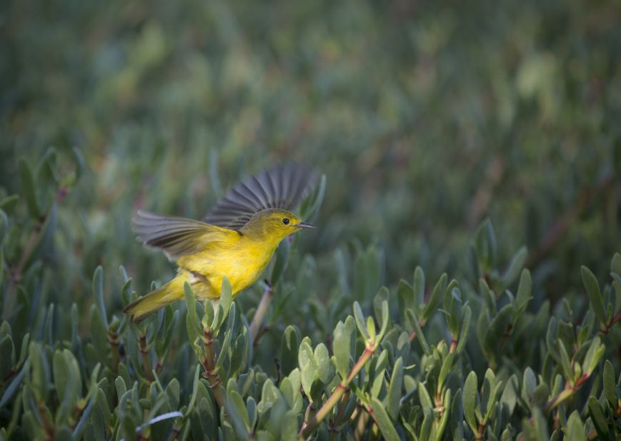 A yellow warbler lights up vegetation on Goat Island in Portland Bight Protected Area, Jamaica.