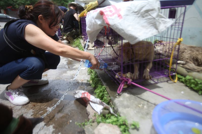China's state media calls for calm from dog activists | CNN