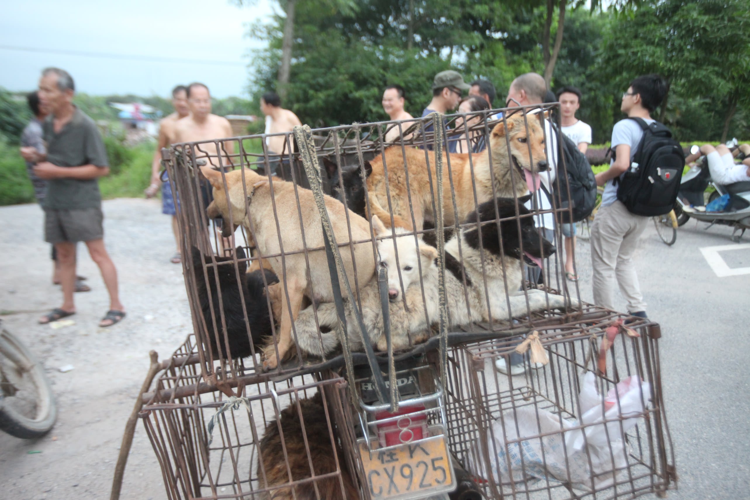 how much does dog meat cost