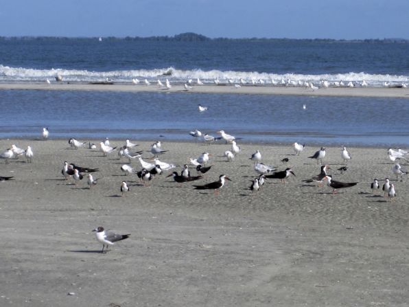 In Georgia, Tybee Island's north end also receives top marks.