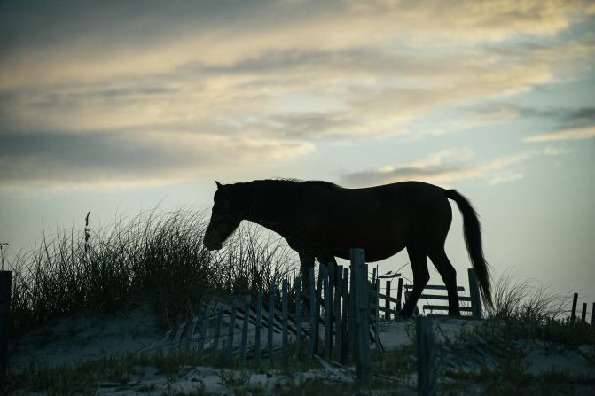 Wild horses are among the creatures you're likely to spot along the shore near Carova Beach in North Carolina's Outer Banks.