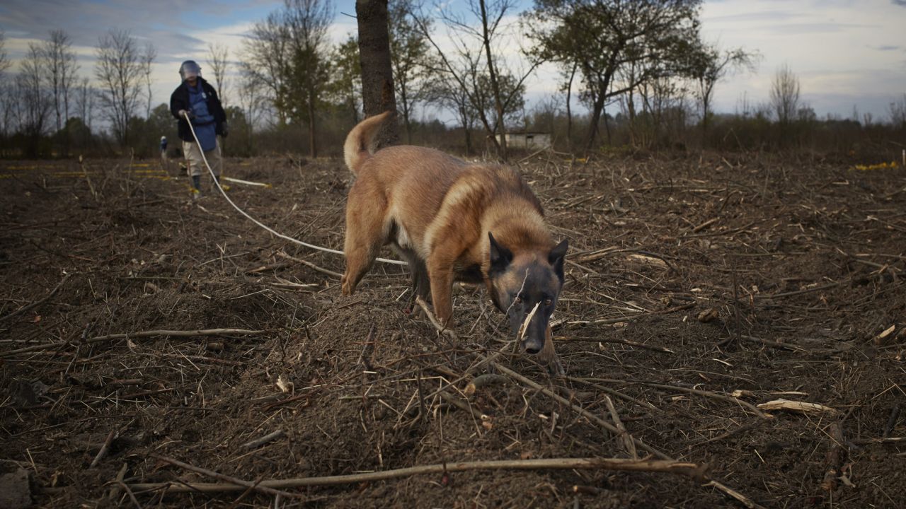 A deminer from Norwegian People's Aid, a humanitarian organization, uses a dog to locate mines in Grebnice, Bosnia.
