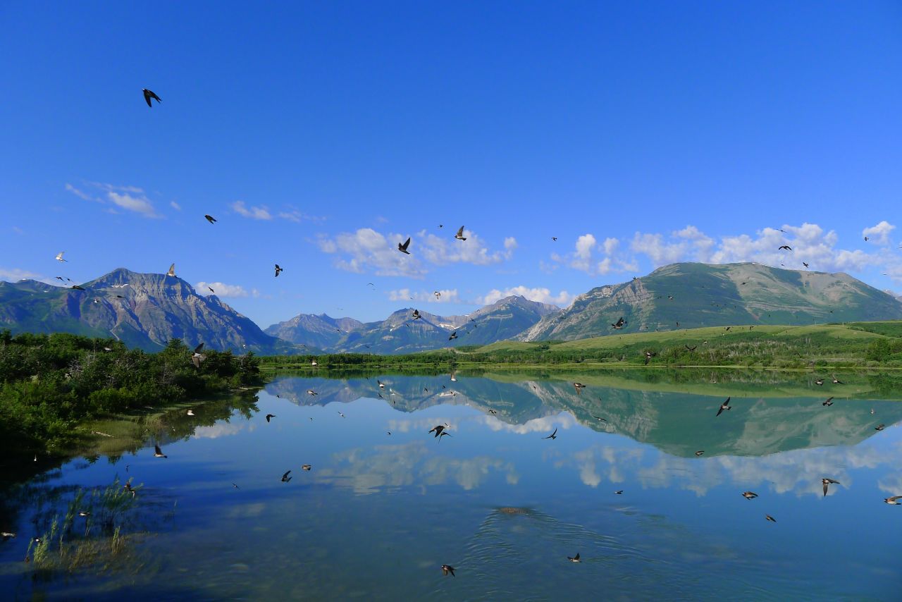 Birds flutter through the bright blue sky above <a href="http://ireport.cnn.com/docs/DOC-1144530">Waterton Lakes National Park</a> in Canada.