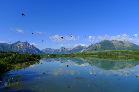 <a href="http://ireport.cnn.com/docs/DOC-1144530">Susan Moore</a> stopped to capture the view at Waterton Lakes National Park in Alberta when hundreds of swallows swooped in. "I loved the chaotic motion of the birds in combination with the tranquil reflection of the mountains," she said.
