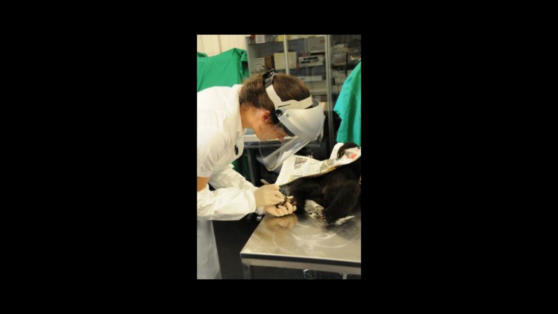 In a photo released by the zoo, the bear cub is shown being euthanized. According to a media release, the zoo initially decided not to interfere with the bears' "natural" behavior. But the staff decided in April it would be kinder to kill the youngster. 
