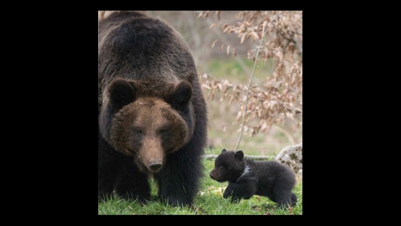 Swiss Zoo Kills Neglected Bear Cub, Will Stuff It | CNN