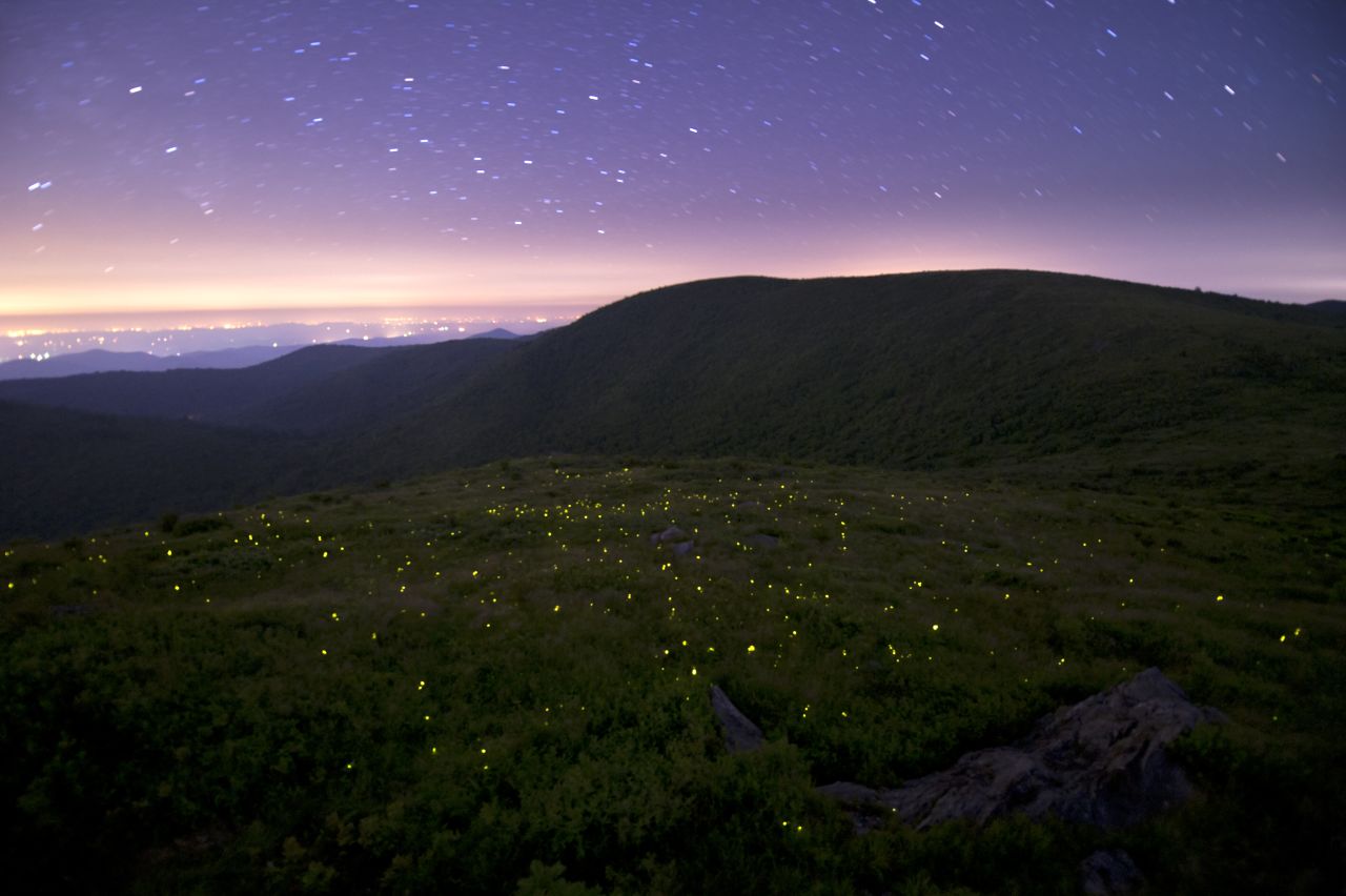 Fireflies use their bioluminescence to attract mates during warm summer nights. <a href="http://ireport.cnn.com/docs/DOC-1148774">Spencer Black</a> captured these love bugs in action during a trip to the Great Smoky Mountains National Park in Gatlinburg, Tennessee.