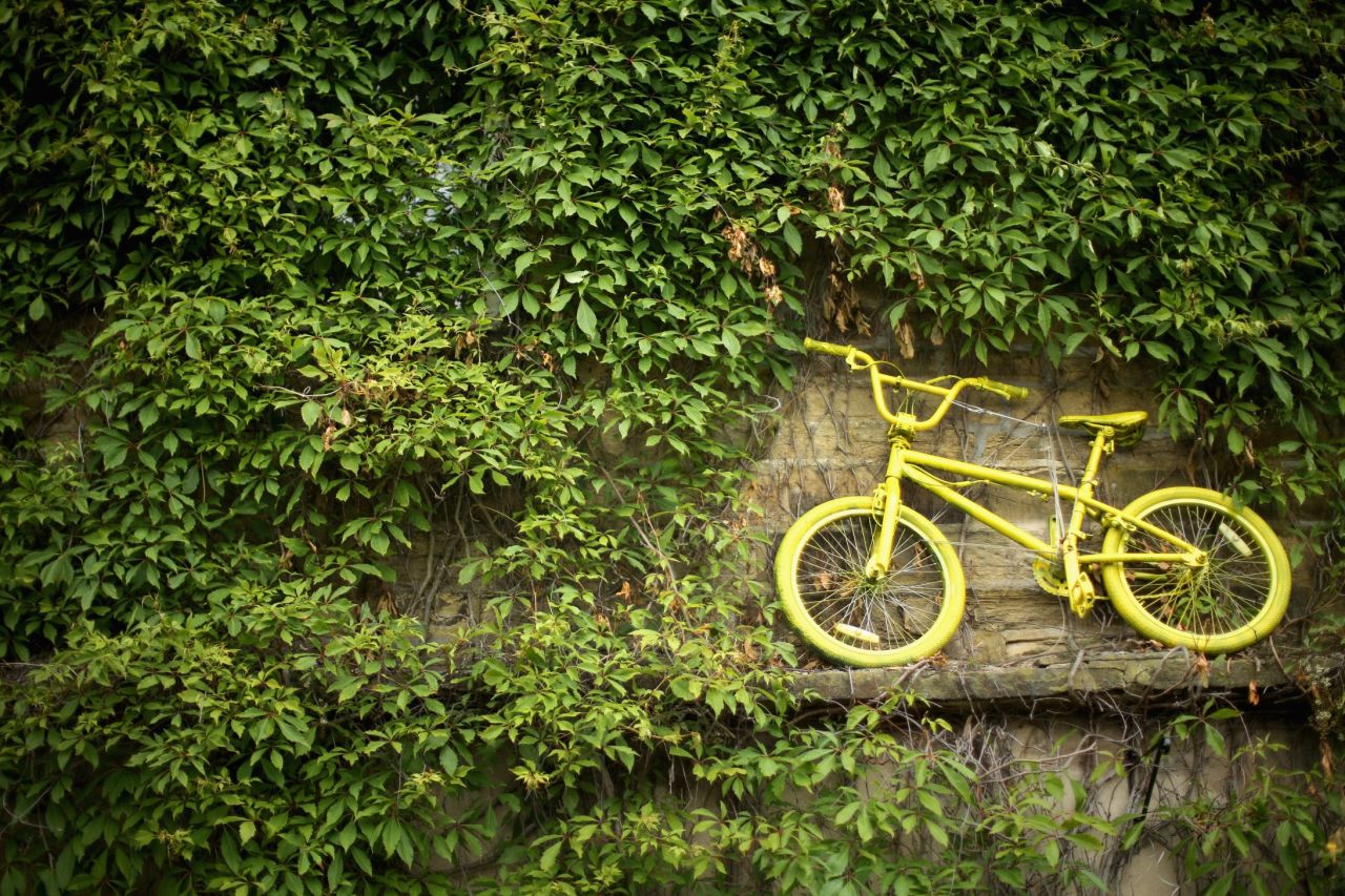 An iconic yellow bicycle mingles in between the Ivy at a cottage located at stage two of the tour in Yorkshire. The population of these towns prepare themselves to welcome the event and its athletes by decorating the routes in colored buntings and yellow bicycles.  