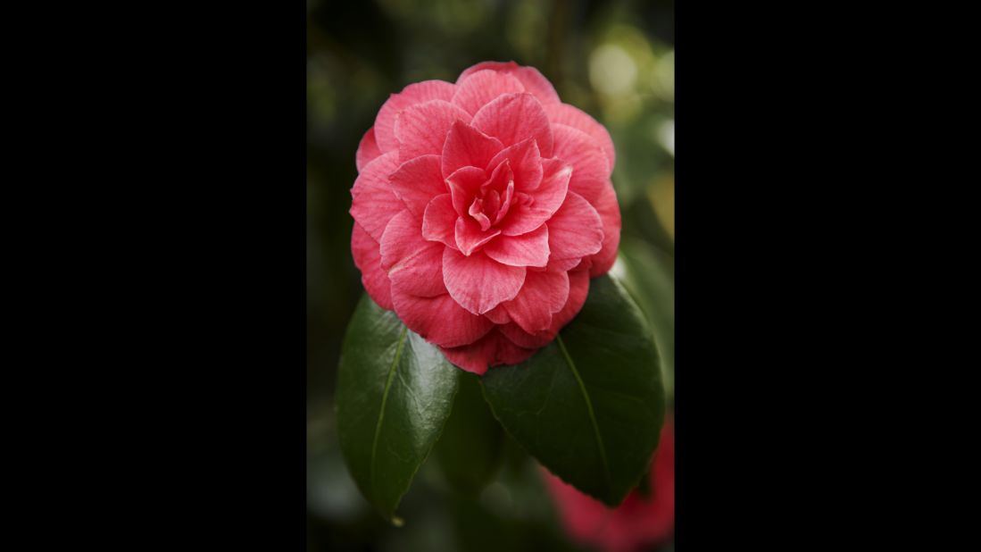 Alabama: Camellia