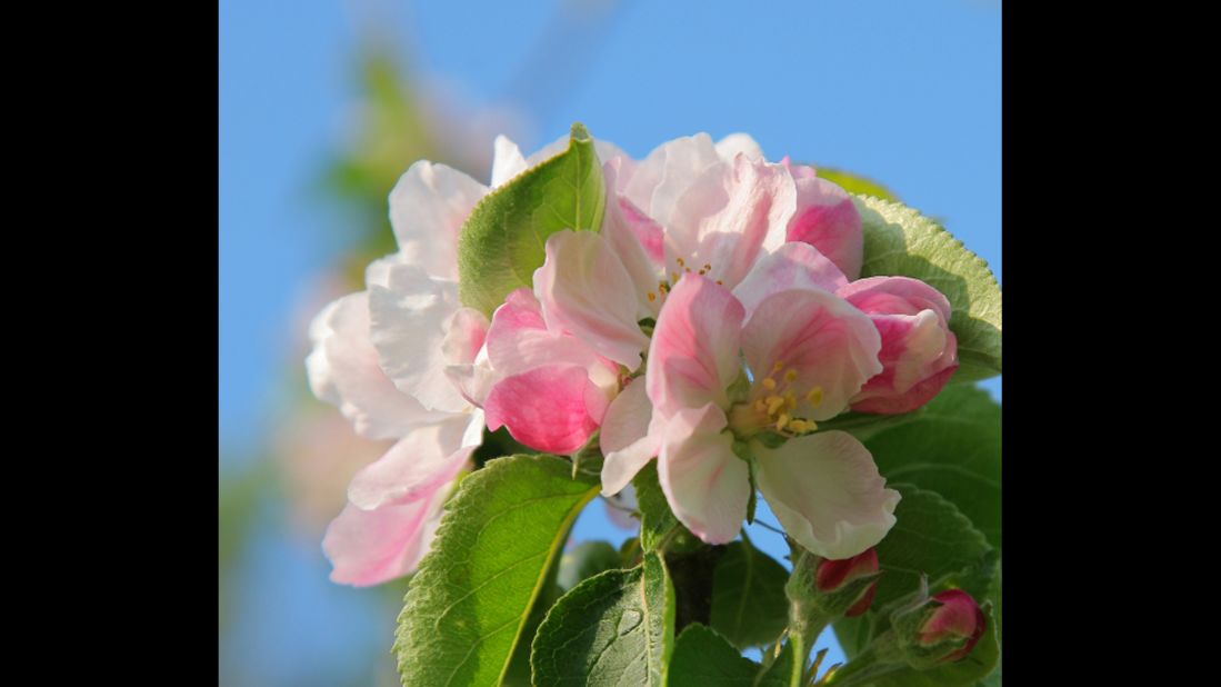Arkansas: Apple Blossom