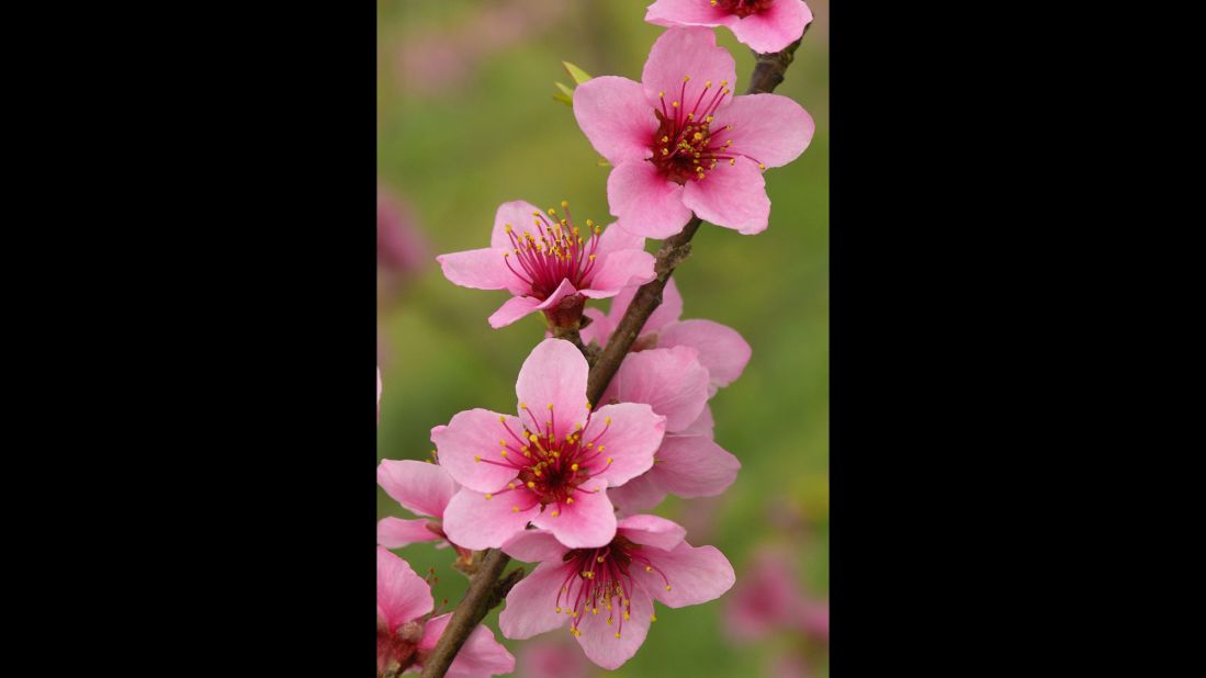 Delaware: Peach Blossom