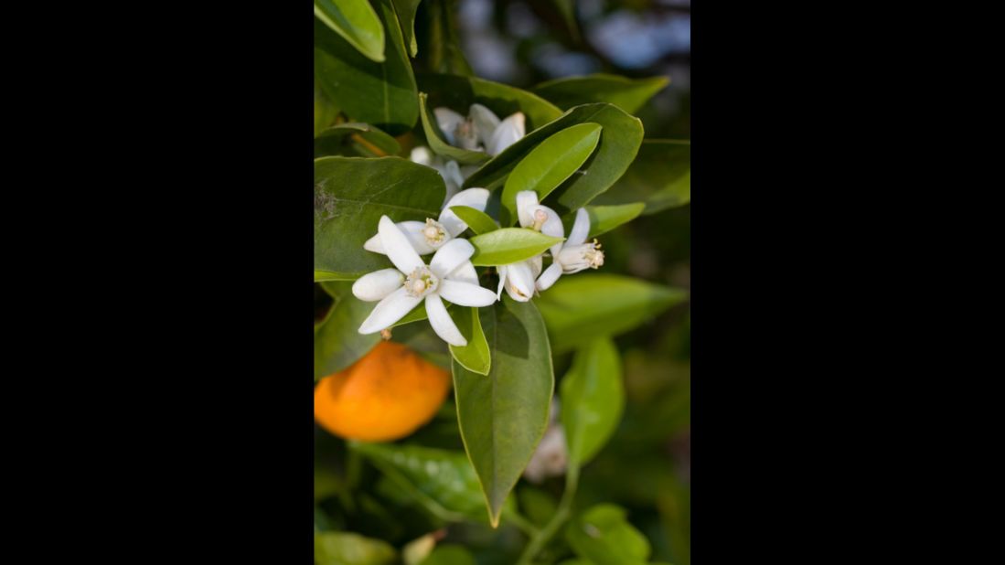 Florida: Orange Blossom