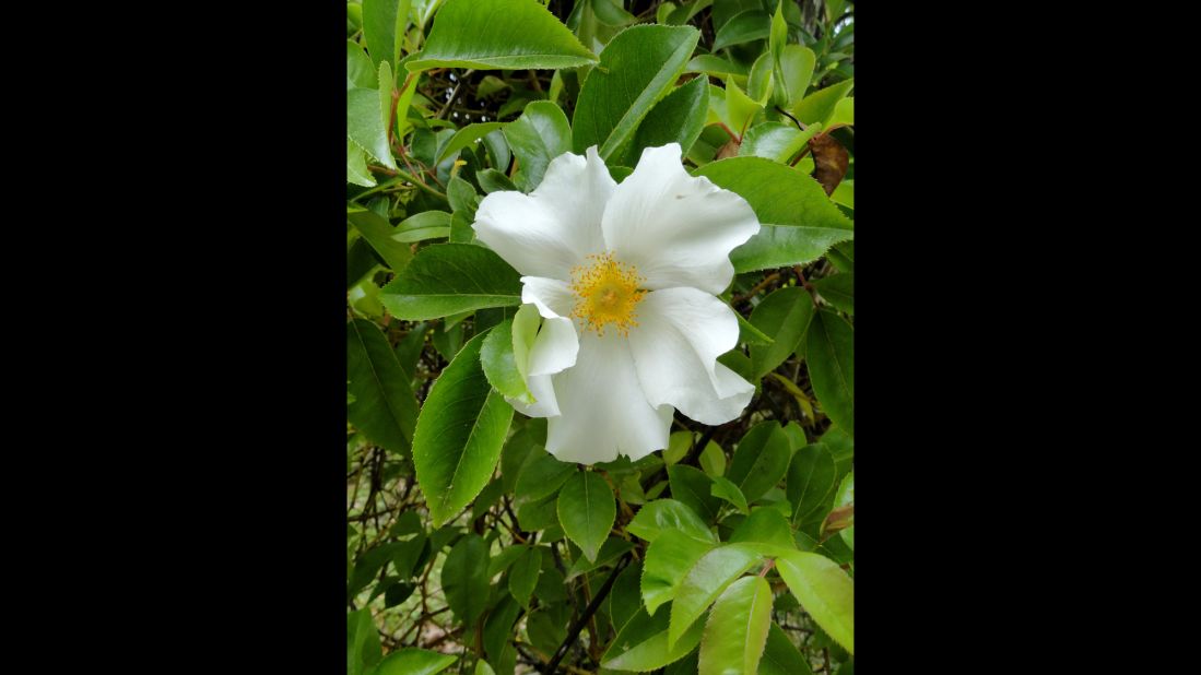 Georgia: Cherokee Rose
