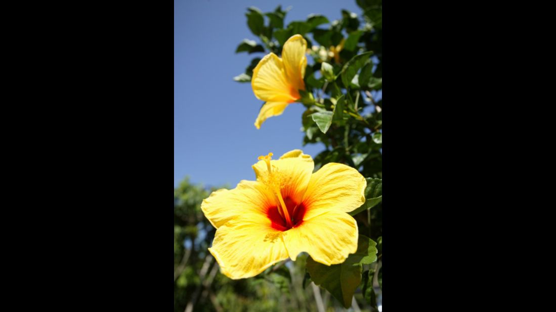 Hawaii: Yellow Hibiscus