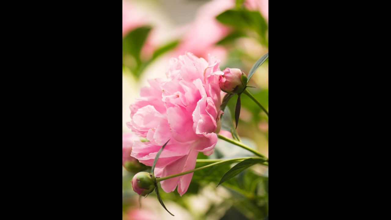 15 state flowers to grow anywhere | CNN