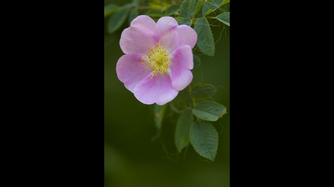 Iowa: Wild Rose. To view the remaining 35 state flowers, <a href="http://www.thisoldhouse.com/toh/photos/0,,20817198_30157319,00.html" target="_blank" target="_blank">visit This Old House Magazine</a>.