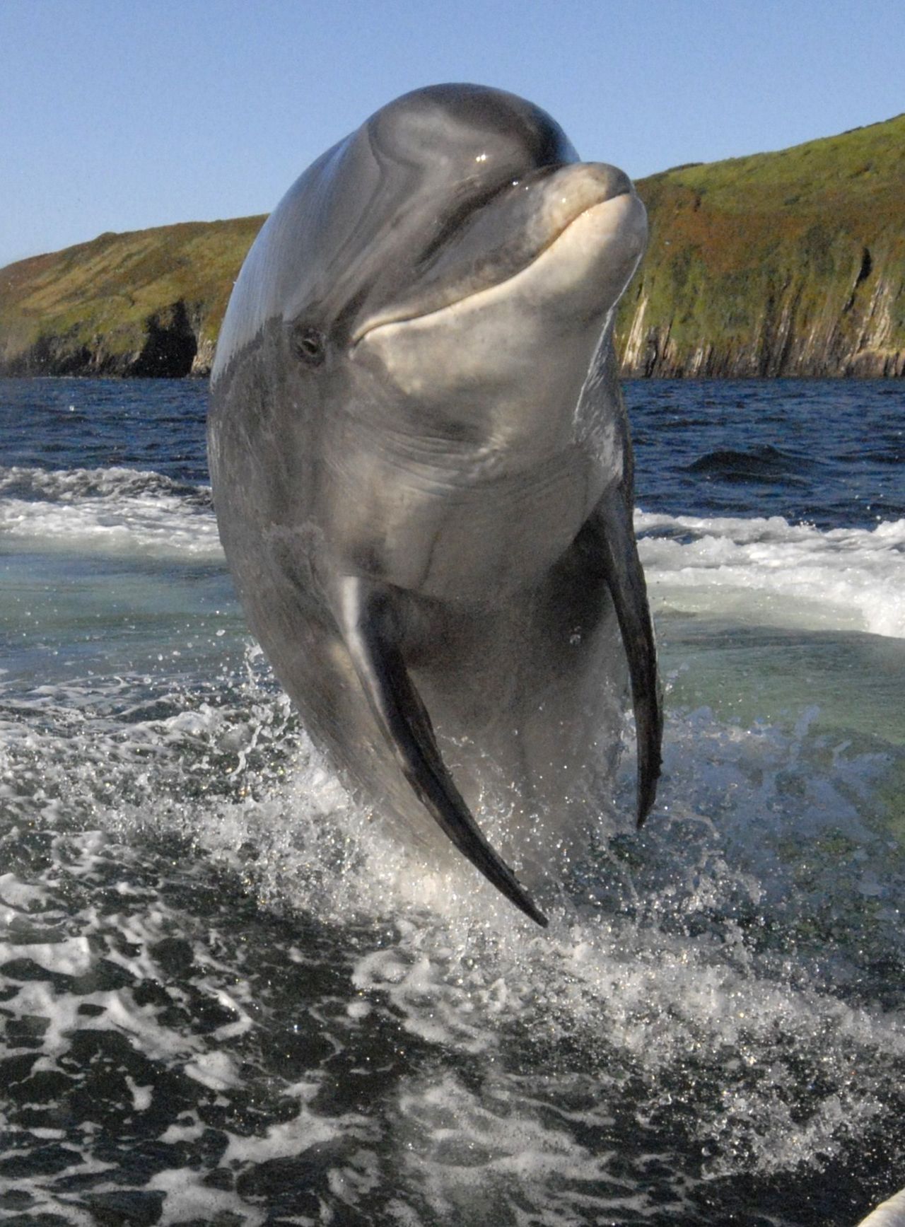 Resident bottlenose Fungie of Dingle, Ireland, loves to play around boats and swimmers and has tours designed around him. 