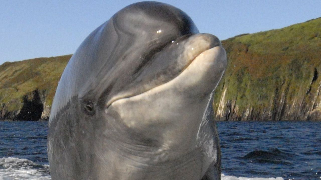 Don't mention Flipper.