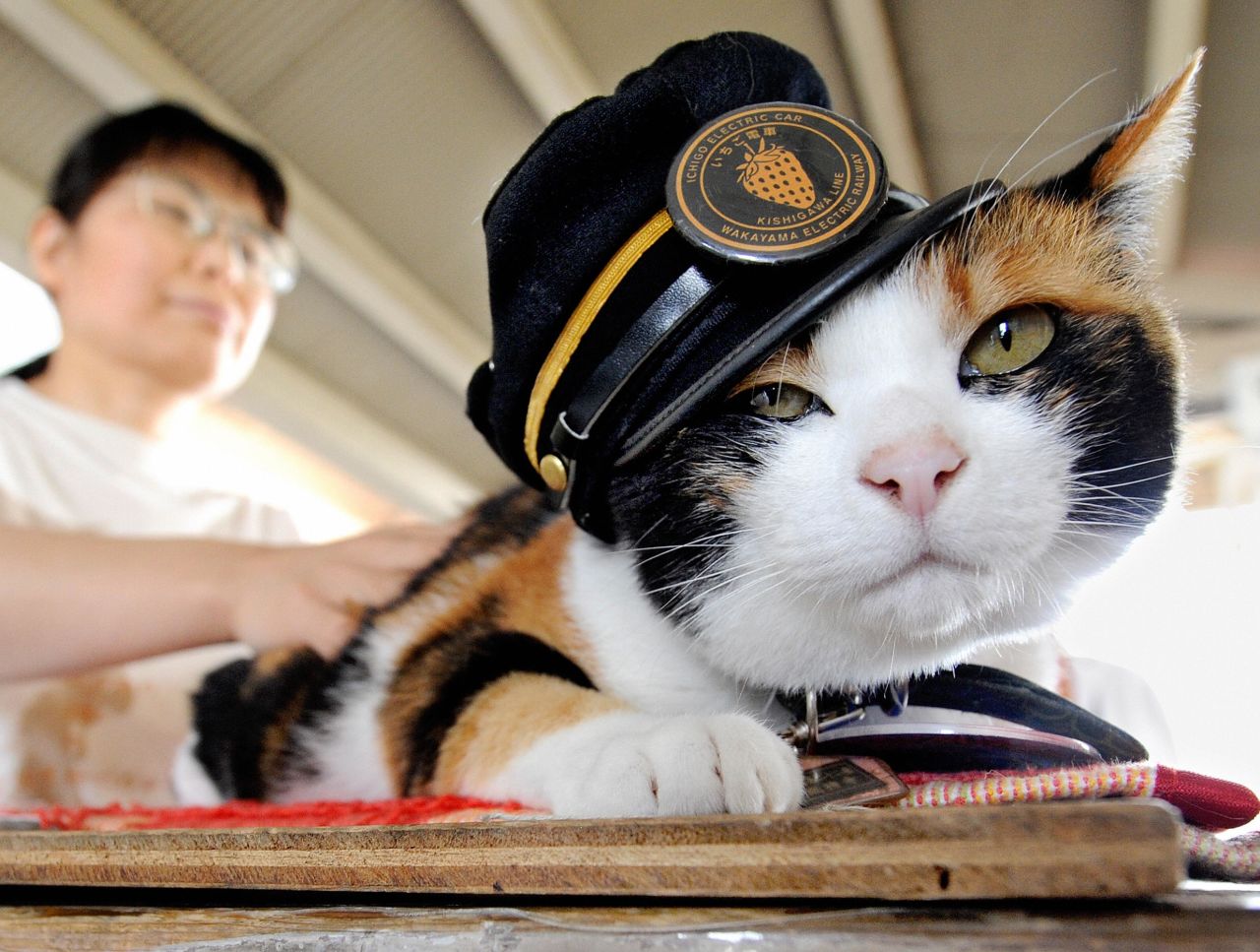 A calico raised on the streets of Kinokawa, Tama pawed her way to fame and the job of station master at the small train station of Kishi in Japan. 