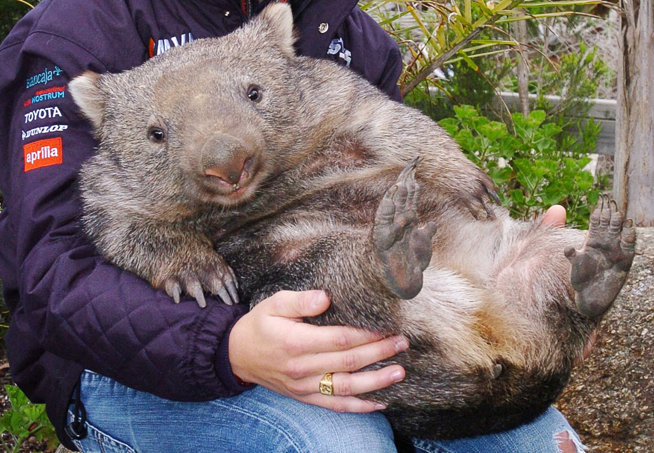 At 28 years old and almost 84 pounds, Patrick the wombat of Australia's Ballarat Wildlife Park is the oldest and largest Common Wombat known in captivity. He's a local celebrity (here in younger, smaller days) who will be honored on October 22 for Australia's 10th annual Wombat Day.